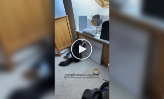 A cat adjusted its owner's goals for 2026