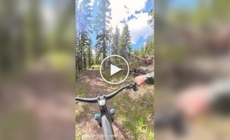 Медведь внезапно выбежал к велосипедисту во время поездки по лесу