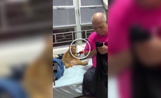 Кіт став схожий на свого господаря