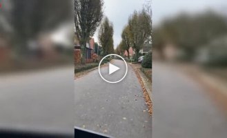 A woman and a wolf: an unexpected encounter on the street