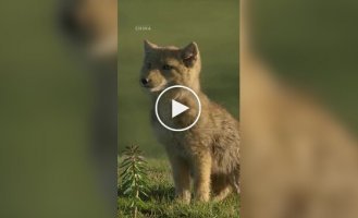 Милые детеныши тибетской лисы