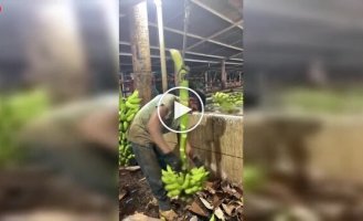 Professional banana washer