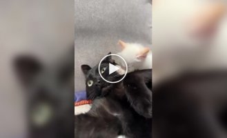 Хозяева завели второго кота, чтобы первому было нескучно