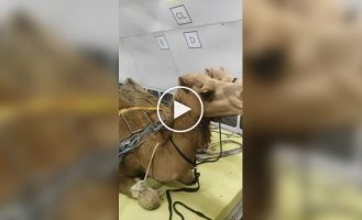 Перевезення верблюдів літаком