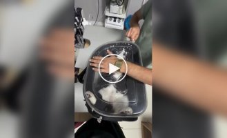 Граф Кусакула прибыл к ветеринару