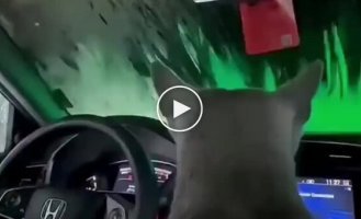 Мохнатый пассажир под прикрытием: как испуганный котик переживает пенную бурю на автомойке