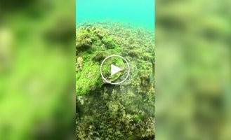 Как и для чего чешутся морские черепахи черепахи