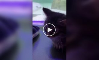 Kittens visit an aquarium