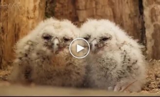 Чужих дітей не буває