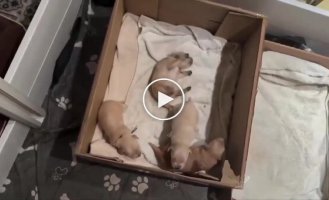 «Многодетные родители»: мама-собака с 11 щенками и папа, у которого свои приоритеты