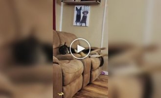 Собаки та їх неспокійні сни