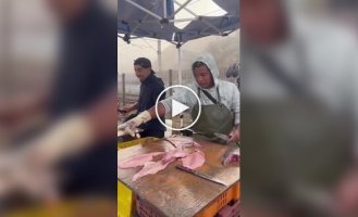 Вежливый морской лев приходит за рыбой каждый день