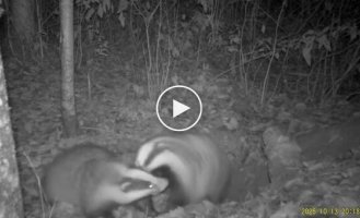 A family of badgers squabbles