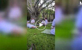 Неожиданный гость: варан прервал медитацию в Бангкоке