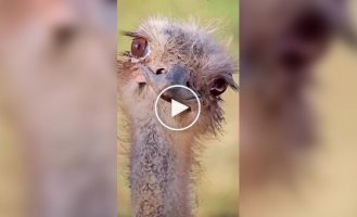 Our beautiful feathered friends