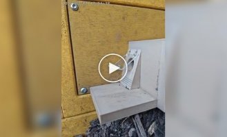 Обучение королевы шмелей