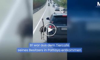 В Таиланде страус бежал рядом с машинами на оживленной дороге