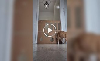 Хитрый и ловкий кот