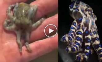 A tourist in the Philippines almost died after picking up one of the most venomous octopuses