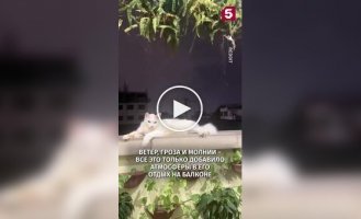 Кот доказал, что его спокойствие сильнее любой грозы