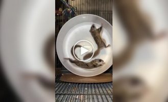 A flying squirrel's unsuccessful run in a wheel