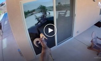 В США баран атаковал свое отражение