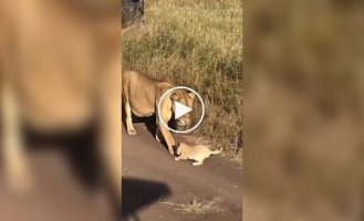 Левеня вчиться гарчати