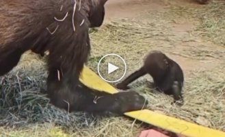 Трогательный момент в зоопарке: забота, которая не нуждается в словах