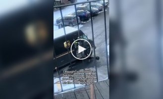 Курьер бегает от индюшек