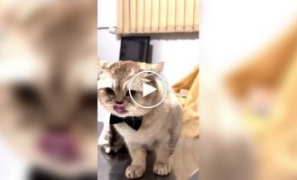 Проти кота використовували його головну слабкість