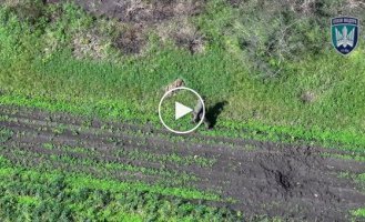 Российский захватчик спрятался в кустах, а затем бросил автомат в дрон-камикадзе Птахів Мадяра