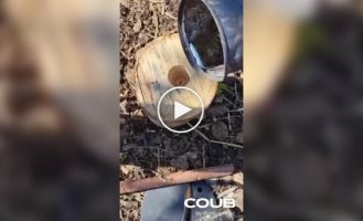 Funny (short videos). Release 63