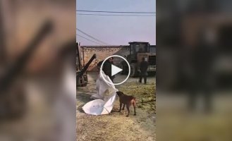 Пес помогает рабочим