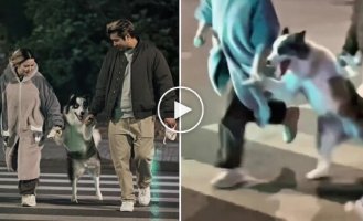 Owners helped their dog cross the road in an unusual way