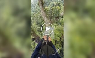 Сбор меда диких пчел