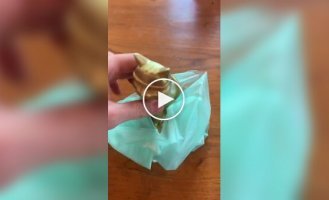 Cassava bags: a biodegradable alternative to plastic