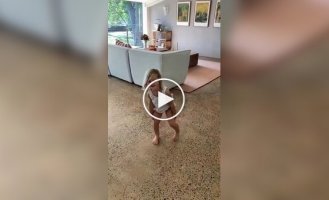 Ordinary day in Australia: a lesson on how to drive a snake out of the house