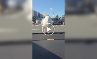 На что способны некоторые чайки ради картошки фри