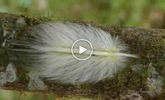 Гусеница-обманка из Эквадора