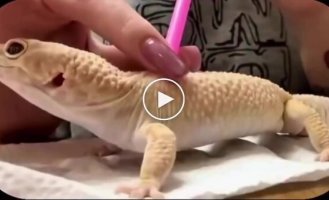 Девушка показала, как помогает питомцу справляться с линькой