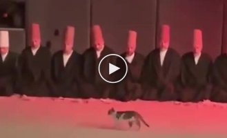 Кот на религиозной церемонии