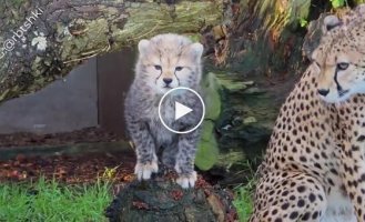 Как мяукают гепарды