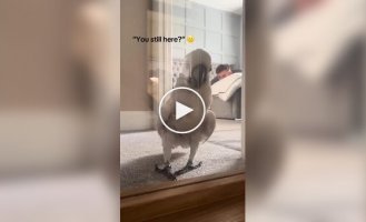 A cat's life from the first person
