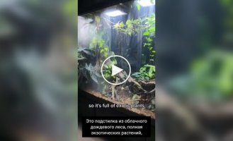 A man showed off his giant home "natural world" with rain, wind, and several biomes