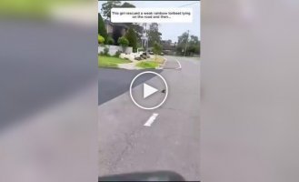 Невероятная благодарность: Птица привела друзей к своей спасительнице