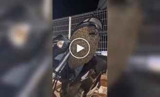 Неожиданные «пассажиры»: пчелы оккупировали мотоцикл парня