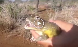 Разнообразие звуков, издаваемых жабами и лягушками