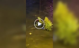 В Китае спасли кота при помощи дрона