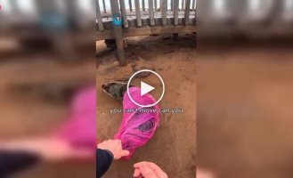 In Namibia, a sea lion was rescued after getting stuck in a fishing net.