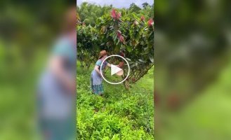 Как готовится настоящий шоколад